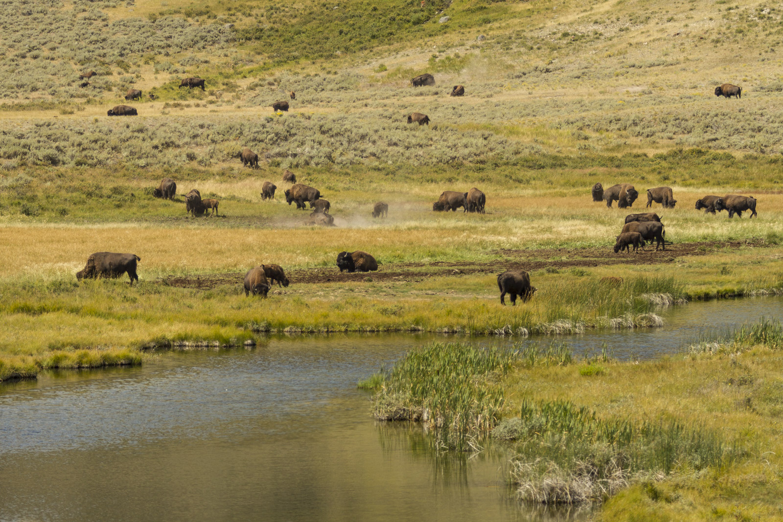 Bisons grazing in Yellowstone, US